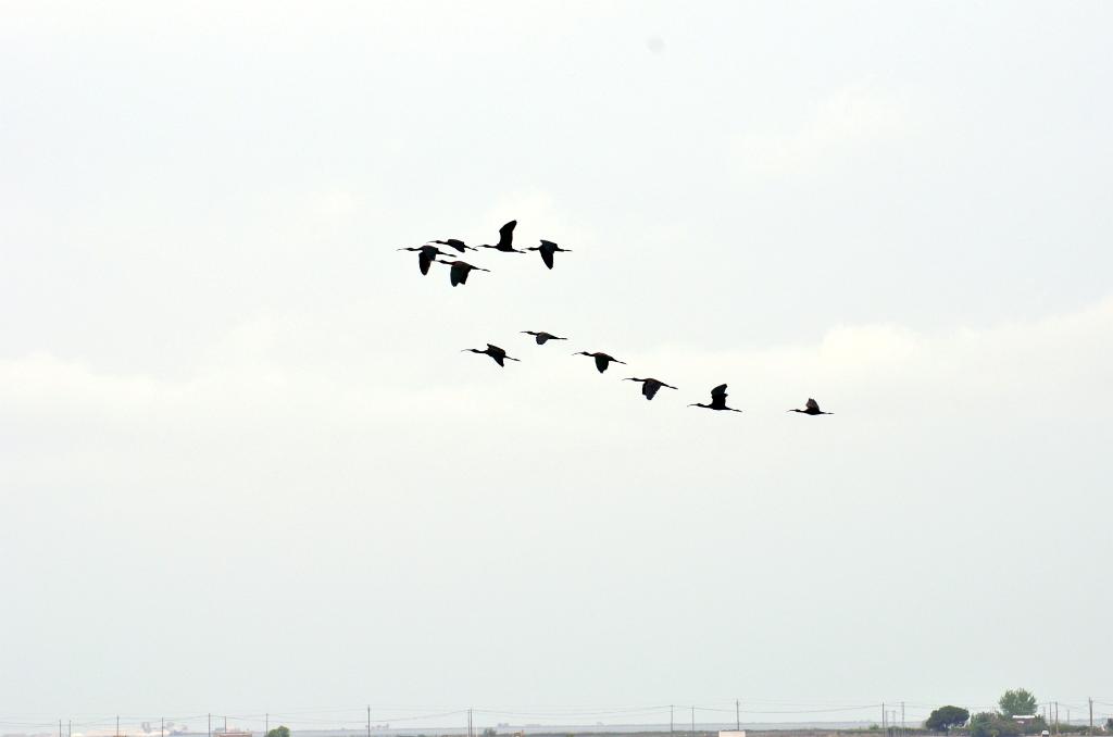 Zwarte Ibis